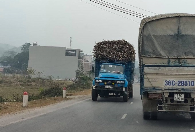 Không chỉ dọc đường mòn Hồ Chí Minh mà trên quốc lộ 217 cũng xảy ra tình trạng xe chở mía cồng kềnh, cơi nới thành thùng chạy rầm rập trên đường