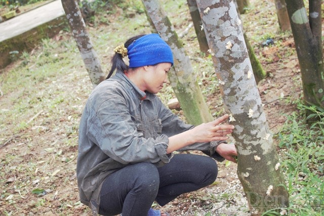 Theo người dân vùng này, không phải cây dó trầm nào cũng có thể tạo ra trầm hương tự nhiên, nhiều người phải khoan những vết thương trên cây để tạo ra trầm nhân tạo. Người dân thường dùng khoan hoặc thanh sắt nhọn đục những lỗ thủng trên cây. Cây tiết ra nhựa và tinh dầu để làm lành vết thương, lâu dần chúng tích tụ lại tạo ra trầm.