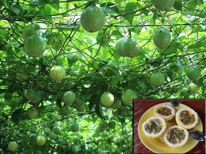 Chanh leo ngọt dùng ăn tươi hoặc làm nước giải khát