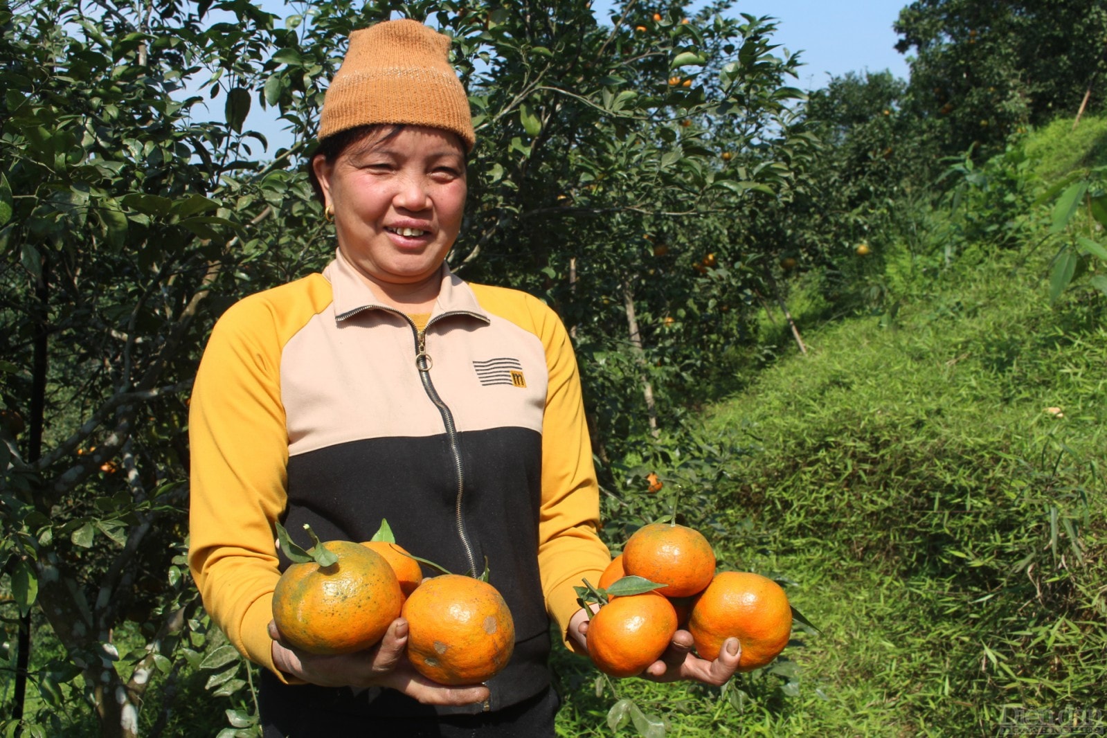 Năm nay dù sản lượng thấp nhưng lại được giá nên người dân rất phấn khởi.