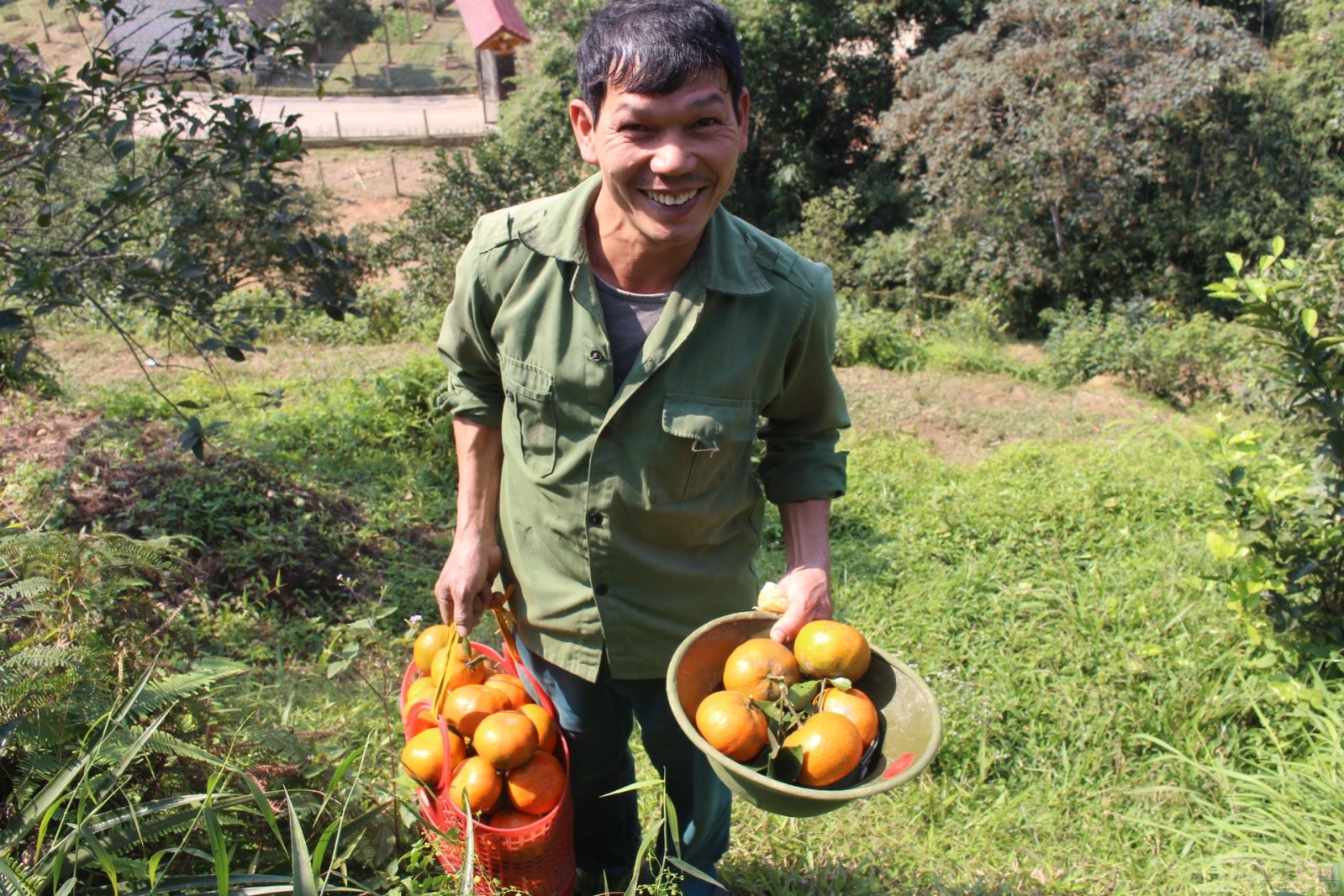 “Cam năm nay chín sớm, vị ngọt đậm nhưng sản lượng thấp hơn những năm trước. Năm ngoái gia đình tôi thu về khoảng 6 tấn cả cam chanh và cam bù thì năm nay chỉ còn khoảng 4 tấn. Tuy nhiên giá thành năm nay cao hơn nên nếu tính thành tiền thì cũng không chênh mấy. Trung bình mỗi năm gia đình tôi thu về hơn trăm triệu đồng”, anh Mại chia sẻ.