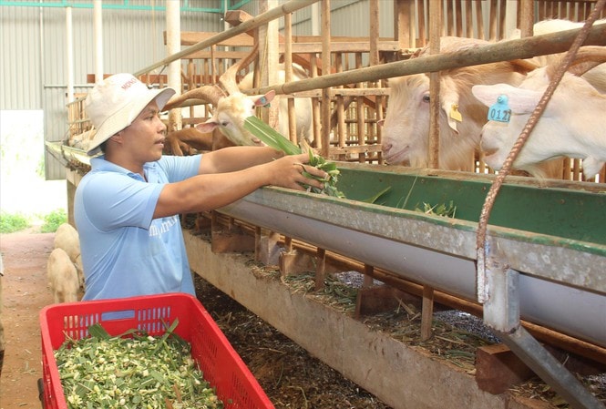 Anh Nguyễn Văn Hải (xã Ea Bar, huyện Buôn Đôn, tỉnh Đắk Lắk) cho đàn dê ăn sau khi khai thác sữaẢNH: H.T