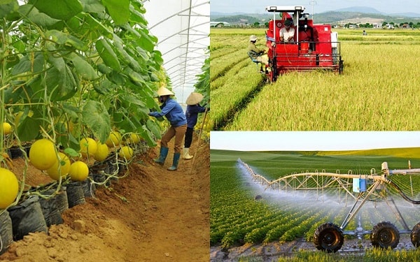 Một trong những giải pháp là tổ chức lại sản xuất, Xác định quy mô sản xuất theo từng ngành hàng để đưa cơ giới hóa vào sản xuất cũng như đảm bảo chất lượng đồng đều.