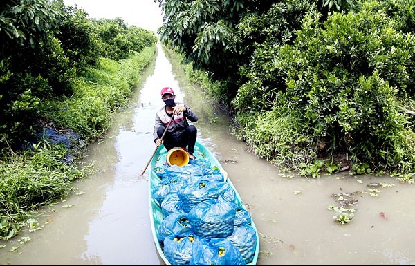 Thu hoạch trái hạnh giao cho thương lái tại khu vườn trồng cây hạnh (hay còn gọi là cây tắc, cây quất) của gia đình ông Trần Văn Hiền, ấp Thái Thịnh, xã Mỹ Thái (huyện Hòn Đất, tỉnh Kiên Giang).