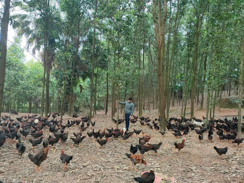 “Trang trại xanh 3 sạch” là mô hình khép kín không có nước thải, chất thải, tuyệt đối thân thiện với môi trường.