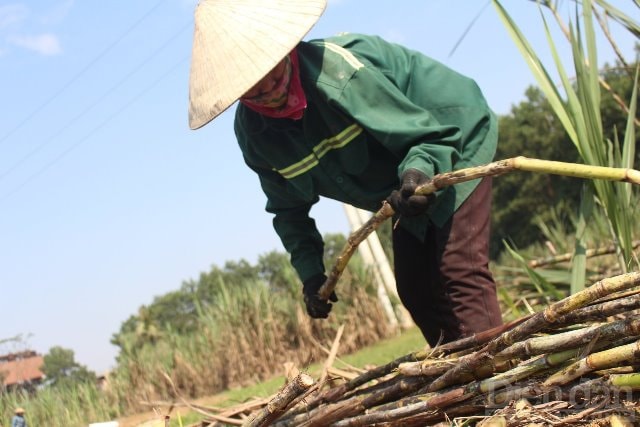 Theo người dân, thời tiết càng khô hanh thì lượng đường trong mía càng nhiều hơn và trải đều từ gốc đến ngọn. Mía đủ độ chín, thân mía lên màu vàng óng, người dân thu hoạch rồi được kết thành từng bó lớn để thuận tiện trong việc đưa mía vào lò ép.