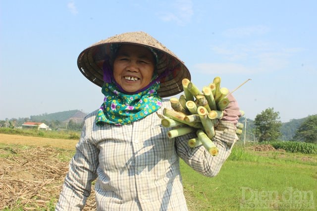 Trước khi đưa vào máy ép, mía sẽ được rửa sạch, đánh bớt vỏ và chặt ra từng khúc ngắn khoảng 50-60cm. Mía được ép nhiều lần để vắt kiệt nước.