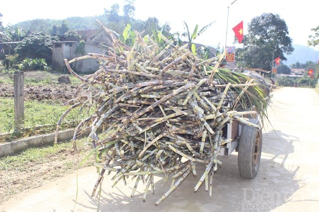 Vùng này, mía được người dân ép lấy mật quanh năm nhưng dịp này thường náo nhiệt nhất bởi nhu cầu mật mía vào cuối năm tăng cao, nhất là vào dịp Tết Nguyên đán.