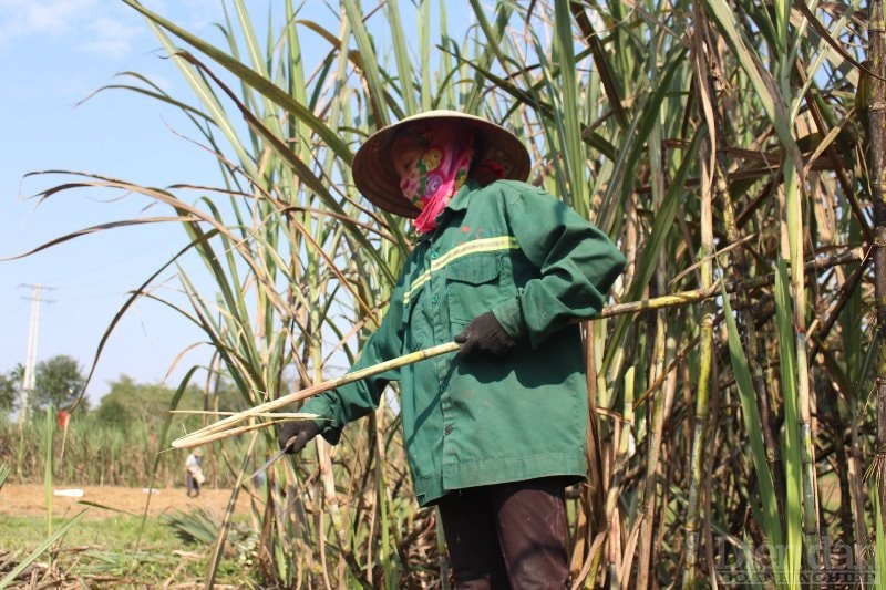 Lá cho gia súc ăn, còn phần ngọn làm giống cho vụ tới.