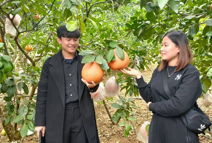 Vào dịp Tết, bưởi Luận Văn được nhiều thương lái săn lùng, tìm mua nhưng nhiều khi còn cháy hàng, không có