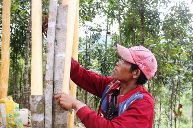 Huyện miền núi Trà Bồng là vùng đất nổi tiếng với cây quế