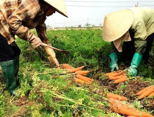 Nhiều nông sản như cà rốt, su hào,... của nông dân Hải Dương không được thu mua do ảnh hưởng dịch Covid-19.