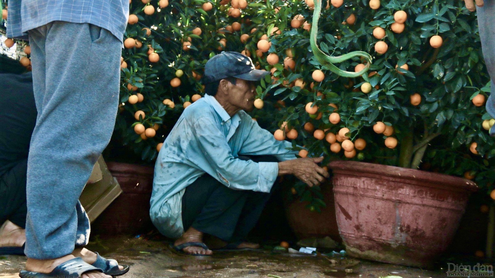 Theo thông tin, mỗi chậu quất tầm trung có giá từ 1.500.000 - 3.000.000 đồng.