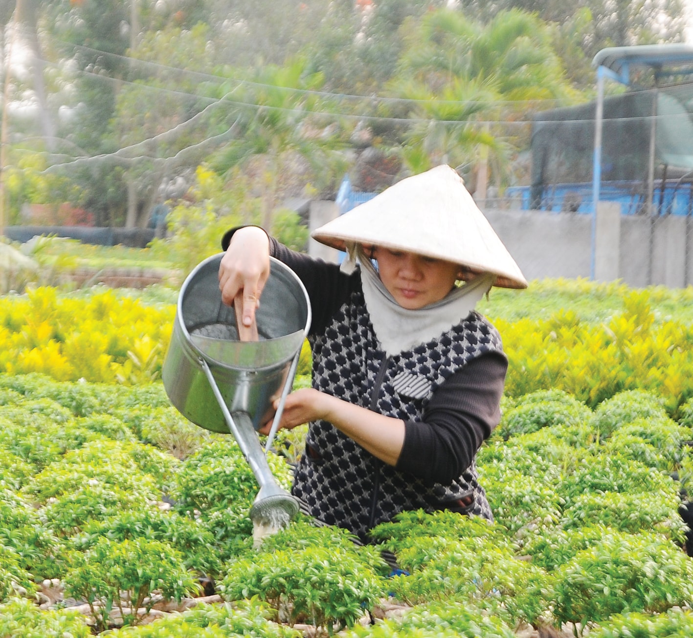 Chăm chút từng gốc hoa