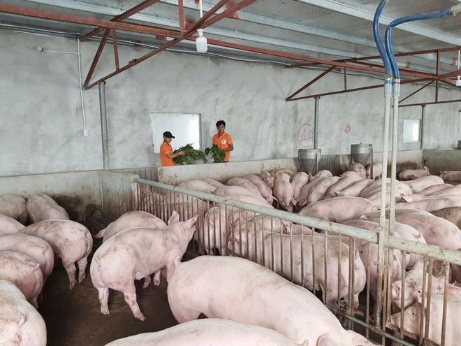 Công nhân trong trang trại của bà Liễu cho heo ăn các loại thảo mộc; Ảnh Bảo Thoa