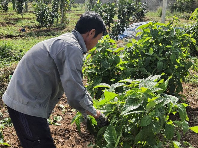 Khu vực trồng thảo mộc trong trang trại nuôi heo của bà Liễu
