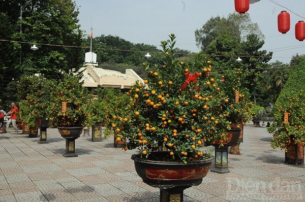 Công viên Hoàng Văn Thụ năm nay, cảnh buôn bán hoa cảnh tết khá vắng vẻ.