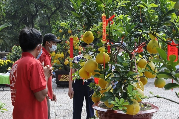 Nhân viên điểm bán bưởi cảnh tư vấn cho khách hàng, cây bưởi này có giá 9 triệu đồng.