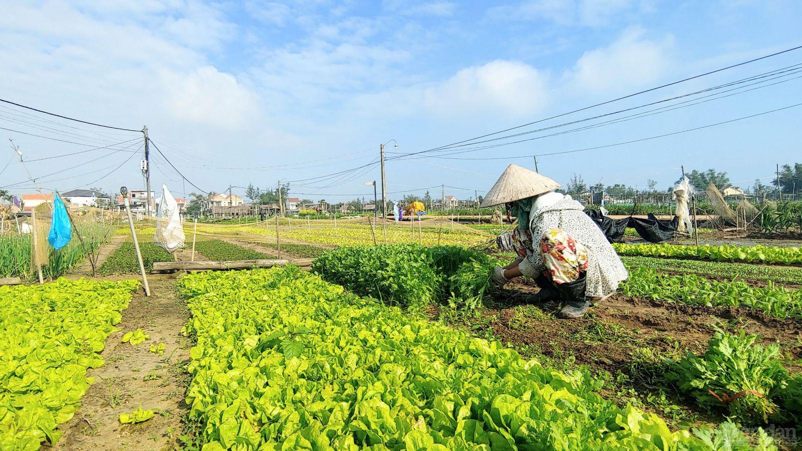 Sau khi thu hoạch xong, người nông dân sẽ xuống giống mới để chuẩn bị cho vụ ra Giêng.