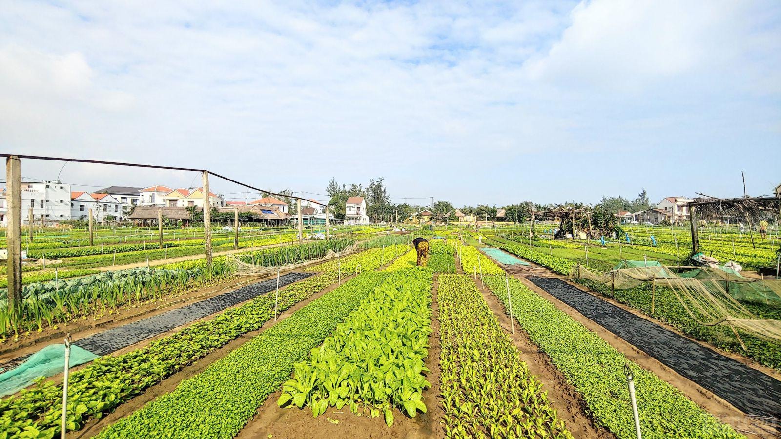 Do dịch bệnh kèm thiên tai, đầu ra của nông sản bị ảnh hưởng, người nông dân gặp nhiều khó khăn.