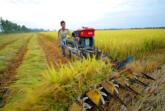 Mở rộng diện tích để đầu tư làm ăn lớn, nhiều nông dân Đồng Tháp đã tự tích góp ruộng đất đầu tư sản xuất theo nhu cầu thị trường.