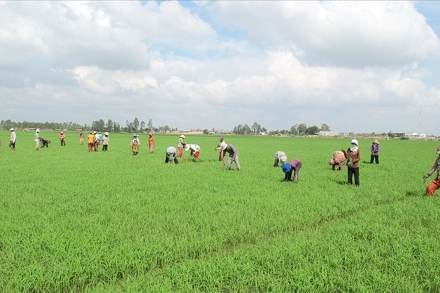 Tích tụ đất đai trong bối cảnh mới hiện nay chính là nói về đất canh tác nông nghiệp.