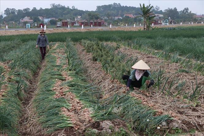 Nông sản Hải Dương đang đến mùa thu hoạch