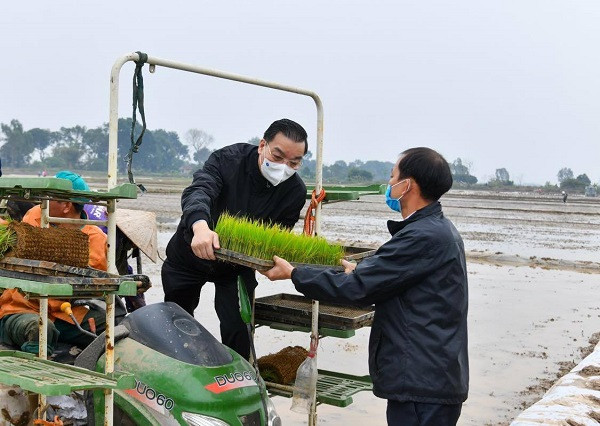 Chủ tịch UBND thành phố Chu Ngọc Anh đã xuống đồng cấy lúa, động viên nông dân tại huyện Thạch Thất. 