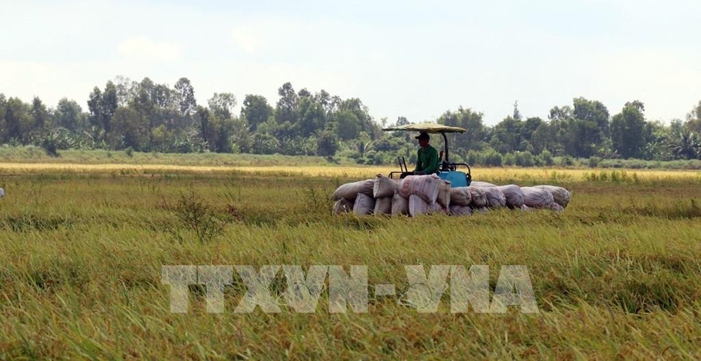 Thu hoạch lúa Hè Thu 2020 sản xuất theo mô hình cánh đồng lớn ở huyện Hòn Đất (Kiên Giang). Ảnh: TTXVN.