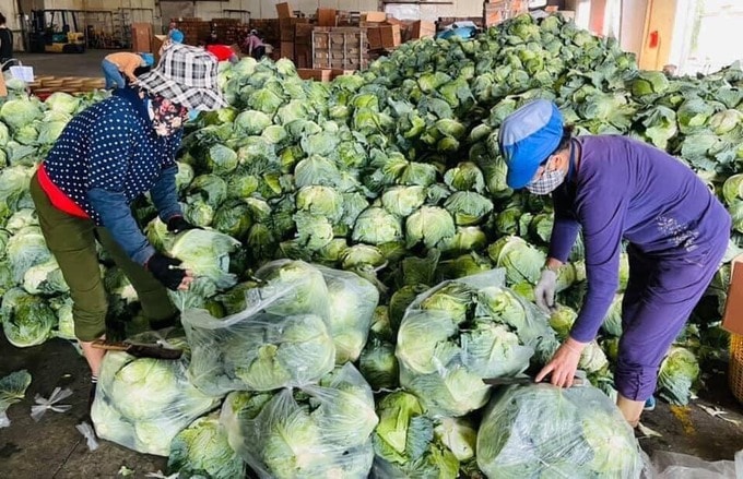 Các mặt hàng bao gồm súp lơ, bắp cải, su hào, cà rốt, cà chua, trứng và ổi đã được xịt khử khuẩn tại chốt kiểm dịch, đảm bảo an toàn khi vận chuyển lên Hà Nội