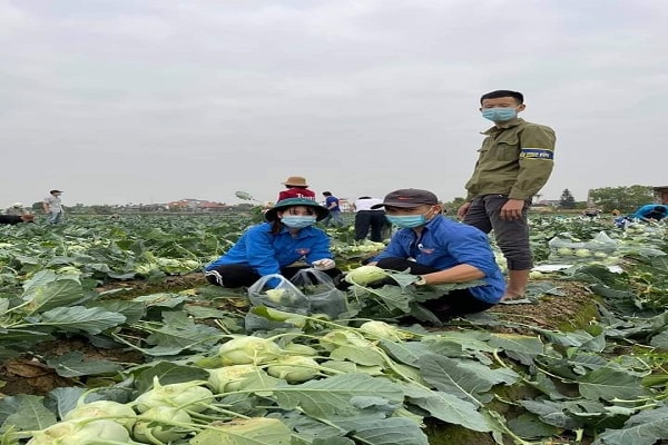 Tỉnh đoàn Hải Dương khẩn trương huy động nhân lực, phương tiện đến thu hoạch và chuyển kịp thời tới các khu cách ly tập trung, khu vực dân cư đang bị phong tỏa, cách ly.