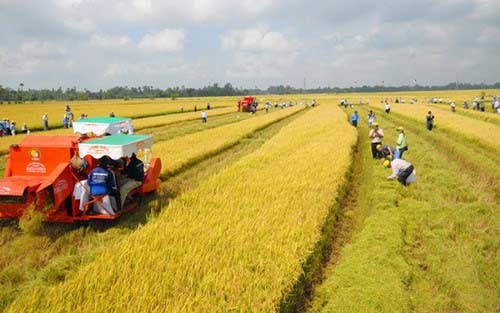 Muốn thay đổi ngành nông nghiệp dựa vào tích tụ ruộng đất.