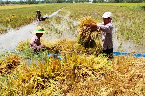 Ở ĐBSCL, các thống kê cho thấy mỗi hộ dân chỉ sở hữu chưa tới 1ha đất, rất khó cho việc sản xuất quy mô lớn - Ảnh: Tuổi Trẻ.