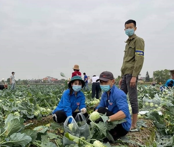 Nhiều tổ chức đoàn thể tại Hải Dương tích cực vào cuộc để giúp người nông dân thu hoạch và tiêu thụ sản phẩm