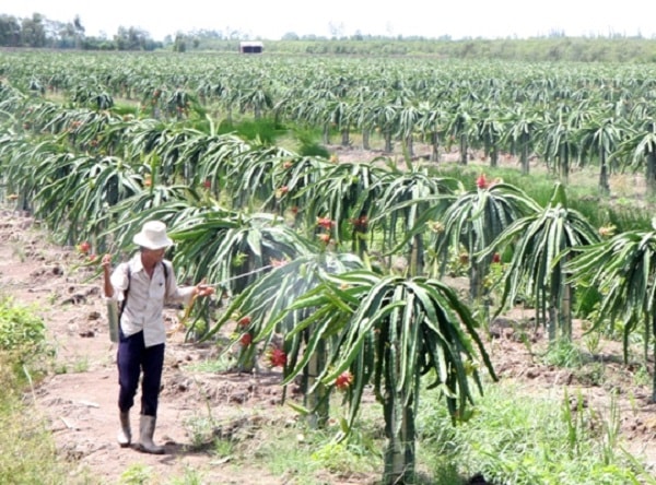 Nhiều địa phương trong vùng đã chuyển đổi cơ cấu cây trồng từ lúa sang các loại cây ăn trái, mang lại hiệu quả kinh tế cao.