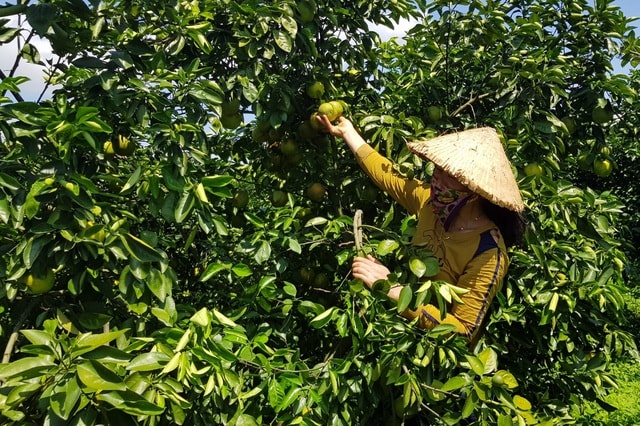 Nhờ thổ nhưỡng, khí hậu thuận lợi mỗi gốc cam nhà ông Tuấn đều đặn cho năng suất từ 4-6 tạ cam/vụ