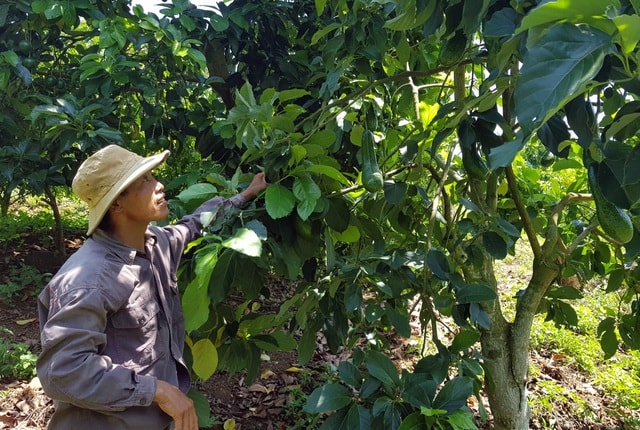 Vườn cây ăn quả của ông Tuấn là hộ đầu tiên ở huyện Sông Hinh được cấp giấy chứng nhận VietGap