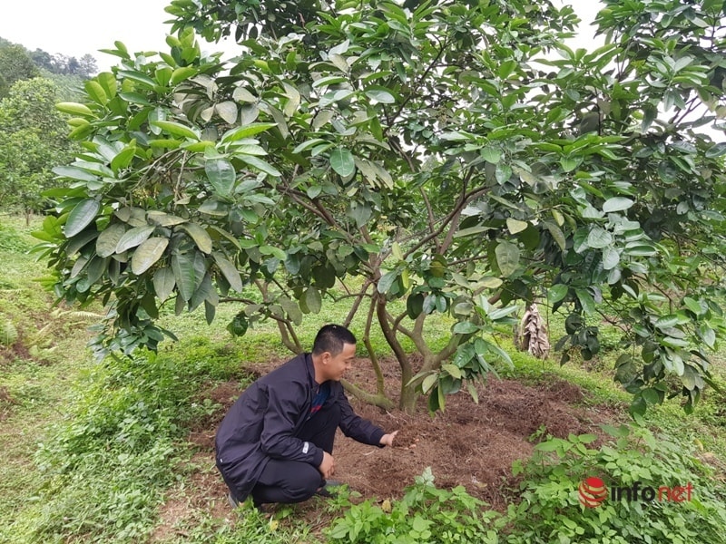 Anh Loát cho biết, cây bưởi được bón bằng phân hữu cơ giúp cải tạo đất, giữ được môi trường tự nhiên.