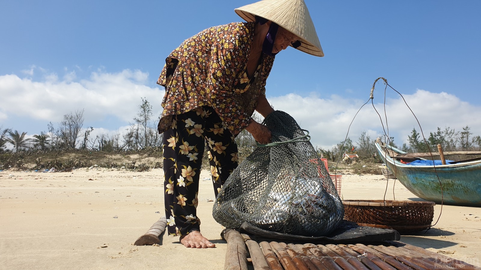 Với giá trung bình từ 55.000-60.000 đồng/kg, ngư dân thu về tiền triệu mỗi ngày.