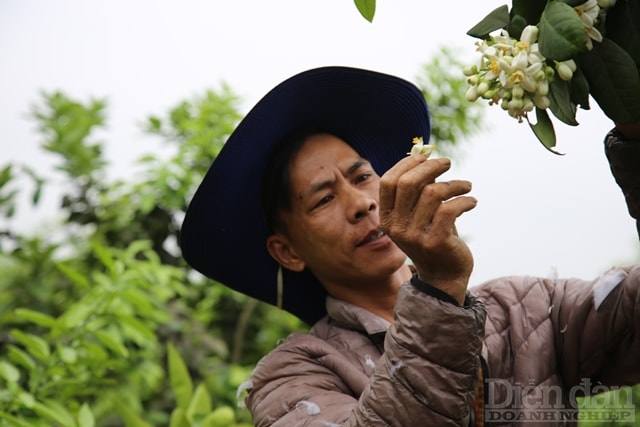 Hương Khê hiện có hơn 2.000 ha bưởi Phúc Trạch. Năm 2002, bưởi Phúc Trạch được công nhận là một trong 7 loại cây ăn quả quý hiếm cấm xuất khẩu giống. Năm 2004, Cục Sở hữu trí tuệ - Bộ Khoa học và Công nghệ cấp giấy chứng nhận đăng ký sản phẩm nhãn hiệu hàng hóa. Đến năm 2010, bưởi Phúc Trạch được cấp văn bằng bảo hộ chỉ dẫn địa lý Phúc Trạch.