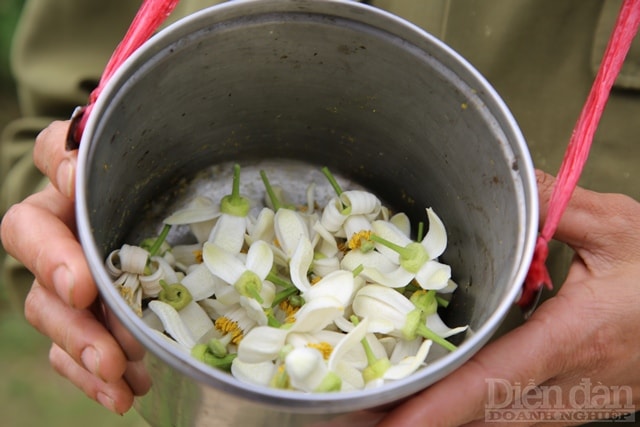 Theo người dân, phương pháp này tuy đơn giản nhưng phải tỉ mỉ và kiên trì. Hoa bưởi để thụ phấn phải lấy hoa từ cây bưởi khác dòng như bưởi chua sau đó chấm vào từng đài của hoa cái.