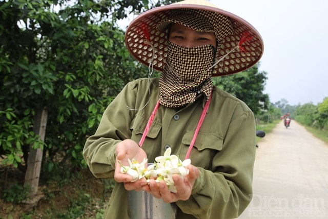 Để tăng khả năng đậu quả, thời điểm cây ra hoa người dân sẽ tiến hành thụ phấn bổ sung cho bưởi Phúc Trạch. Việc thụ phấn được thực hiện bằng cách lấy phấn của cây bưởi chua quét lên nhụy hoa bưởi đường.