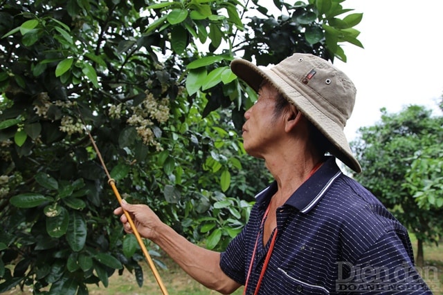 Sau tết Nguyên đán là lúc hoa bưởi nở rộ, người dân bắt đầu công việc thụ phấn. Từ người già đến trẻ nhỏ đều ra vườn thụ phấn cho hoa bưởi, nhà trồng nhiều thì thuê thêm người.