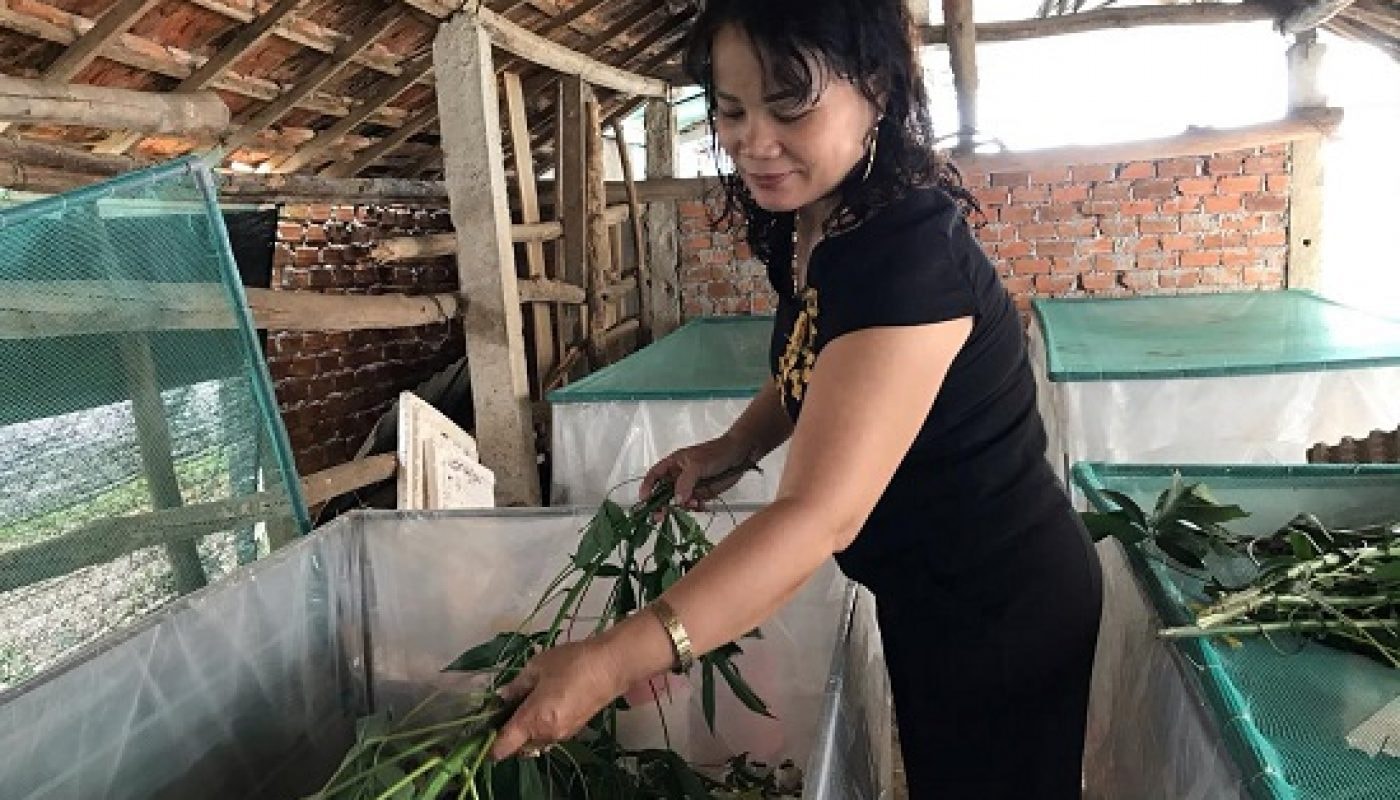 Mô hình nuôi dế của chị Đào Thị Xuân Hương.