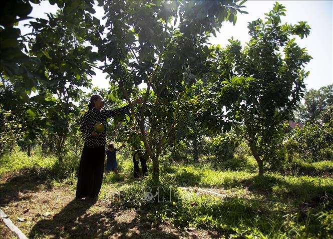 Mô hình khởi nghiệp trồng bưởi da xanh ruột hồng của chị Danh Thị Kim Ảnh. 