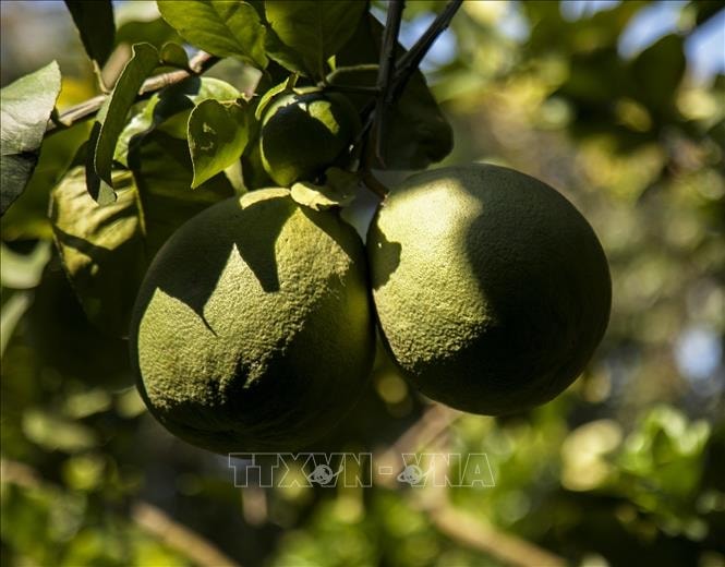 Bưởi da xanh ruột hồng có chất lượng ngon ngọt, mọng nước, mang lại giá trị kinh tế cao. 