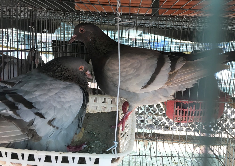 Mô hình chăn nuôi của anh Trần Văn Tài