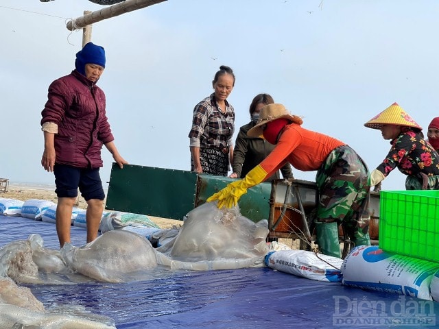 Trung bình mỗi chuyến ngư dân bắt được từp/1- 4 tạ sứa, thu được từ vài triệu đồng/ngày. Sứa biển tích nước trong thân nên rất nặng, mỗi nụ sứa có trọng lượng từ 7-15kg, thậm chí nhiều nụ nặng hơn nửa tạ.