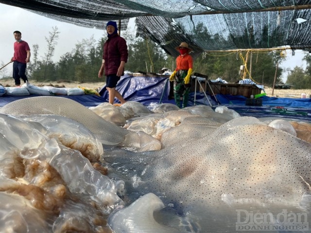 Sứa biển là loài nhuyễn thể được dùng làm thực phẩm có giá trị dinh dưỡng cao, bổ mát vào mùa hè. Ngư cụ để bắt sứa hết sức đơn giản, chỉ cần rải lưới hoặc dùng vợt dài để vớt những con sứa trôi trên mặt biển nhưng lại đòi hỏi sức khỏe dẻo dai.