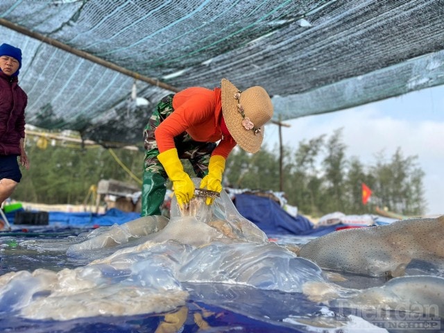 Thu mua được mẻ nào các thương lái sẽ thuê người lao động sơ chế ngay trên bãi biển. Sau khi làm sạch, sứa được cắt nhỏ và đem xuống biển rửa sạch.